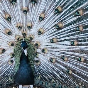 Meet your Posher, Bernadine